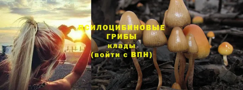 shop как зайти  Боровск  Галлюциногенные грибы Magic Shrooms 